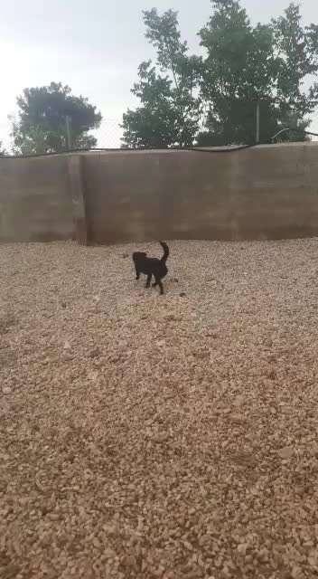 Tierschutzhunde suchen ein Zuhause-Beitrag-Bild