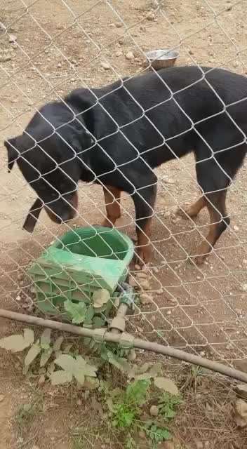 Tierschutzhunde suchen ein Zuhause-Beitrag-Bild
