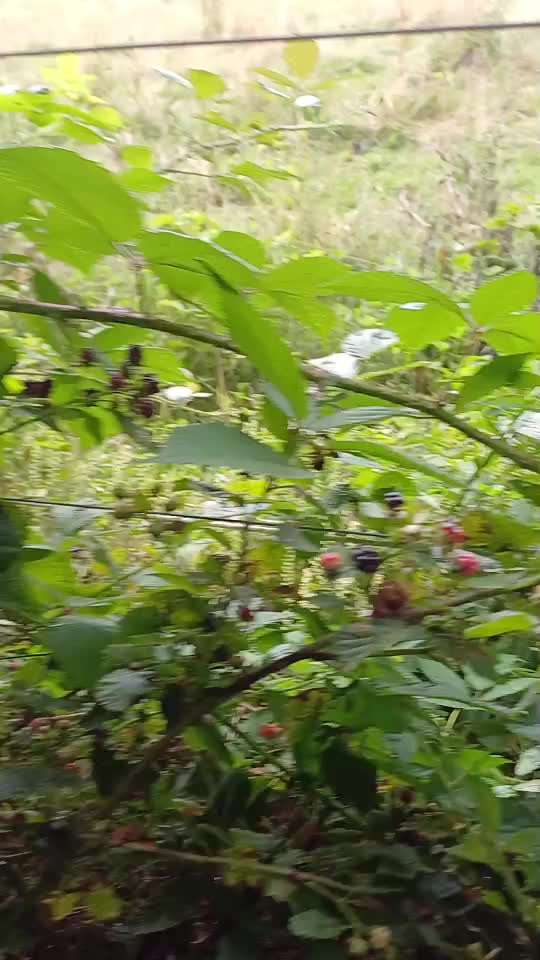 58.Impulskontrollchallenge " Geduld haben !"-Beitrag-Bild