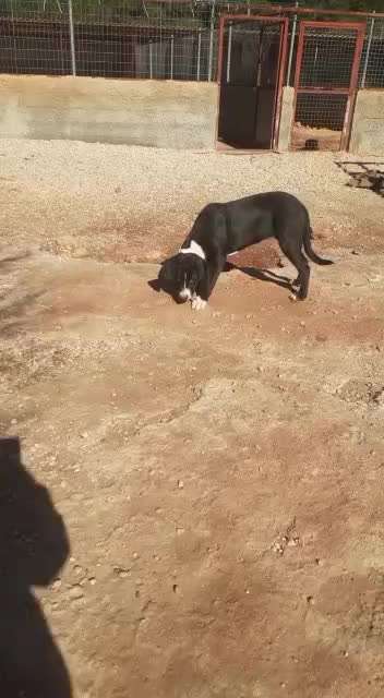 Tierschutzhunde suchen ein Zuhause-Beitrag-Bild