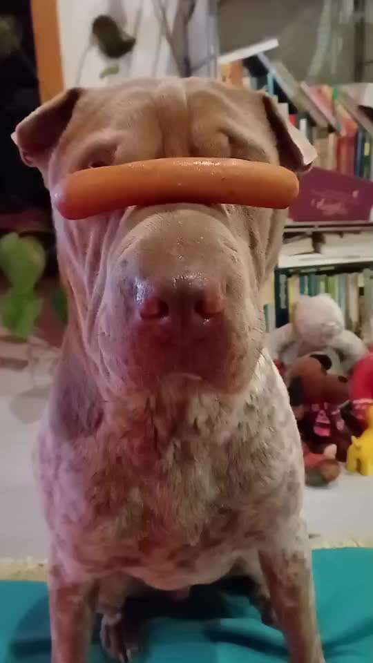 Impulskontrollübung 68: Etwas auf dem Kopf/Schnauze Balancieren-Beitrag-Bild