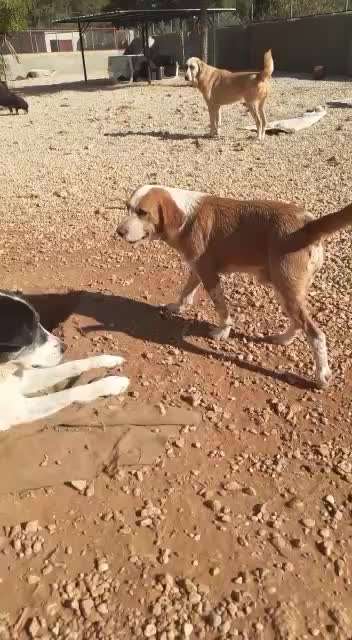 Tierschutzhunde suchen ein Zuhause-Beitrag-Bild