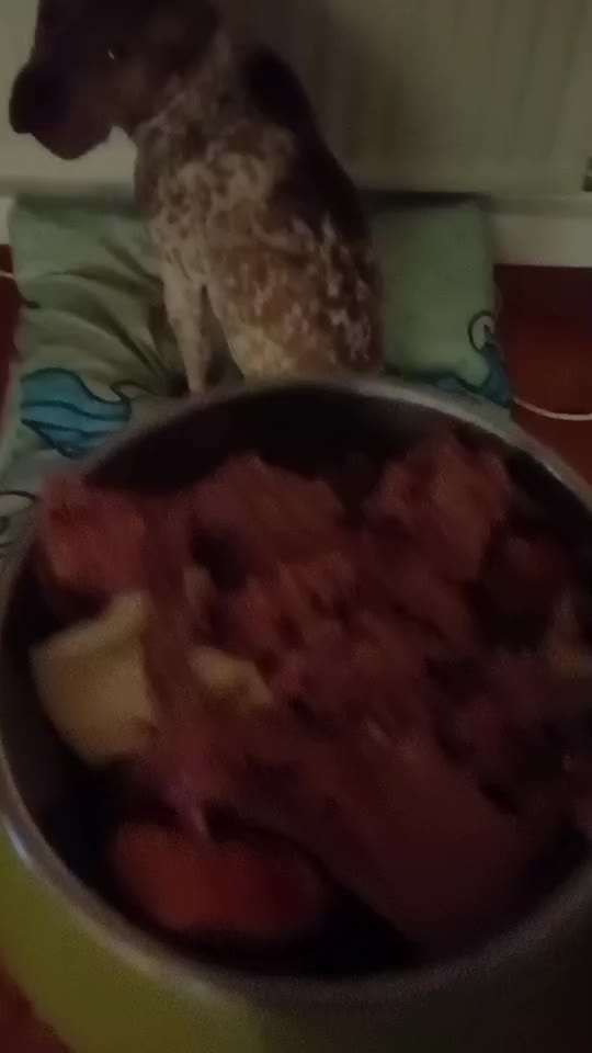 Nr.65 Impulskontrolltraining: Direkt drauf zu-Beitrag-Bild