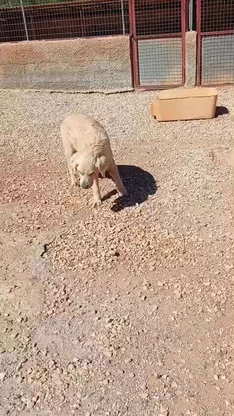 Wie kann man den Hunden im Ausland helfen ?  Stichwort Adoption !-Beitrag-Bild