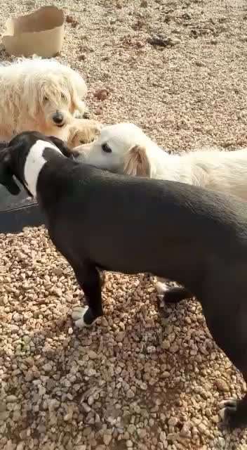 Tierschutzhunde suchen ein Zuhause-Beitrag-Bild