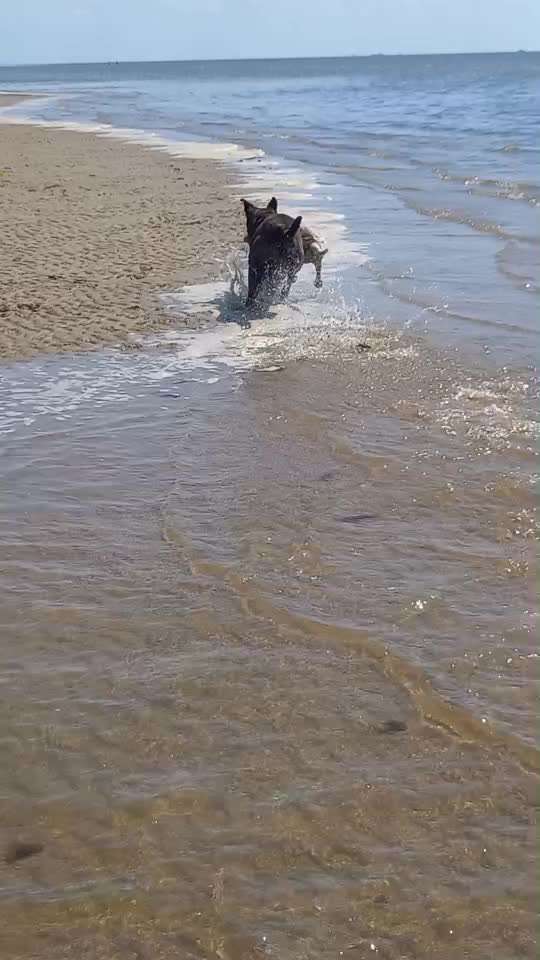 55. Video Challange: lustiges Video/Lieblingsvideo-Beitrag-Bild