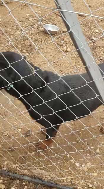 Tierschutzhunde suchen ein Zuhause-Beitrag-Bild