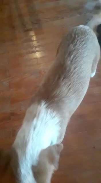 Tierschutzhunde suchen ein Zuhause-Beitrag-Bild