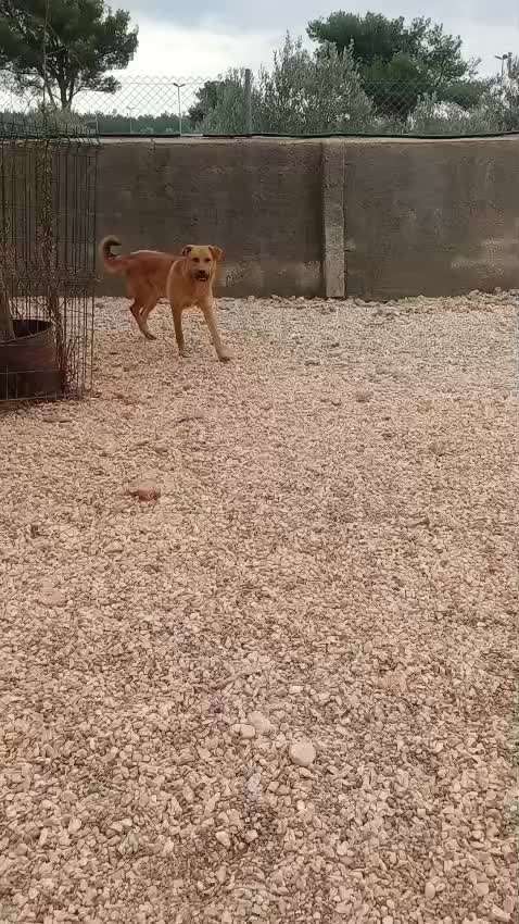 Wie kann man den Hunden im Ausland helfen ?  Stichwort Adoption !-Beitrag-Bild