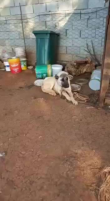 Qualzucht - Warum Aufklärung alleine nicht reicht-Beitrag-Bild