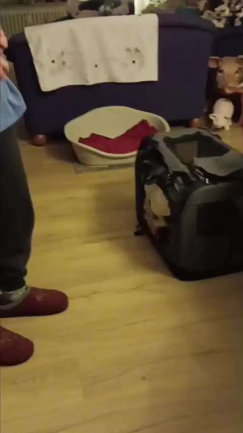 Wie kann man den Hunden im Ausland helfen ?  Stichwort Adoption !-Beitrag-Bild