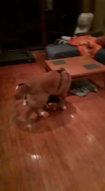 Tierschutzhunde suchen ein Zuhause-Beitrag-Bild