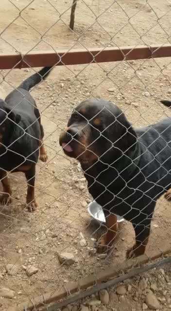 Tierschutzhunde suchen ein Zuhause-Beitrag-Bild