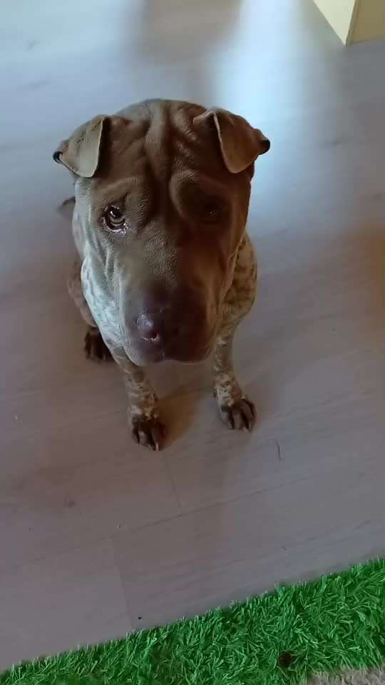 61. impulskontroll  Übung  : schnüffeln aber mit Pause-Beitrag-Bild