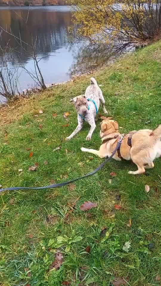 Tierschutzhunde suchen ein Zuhause-Beitrag-Bild