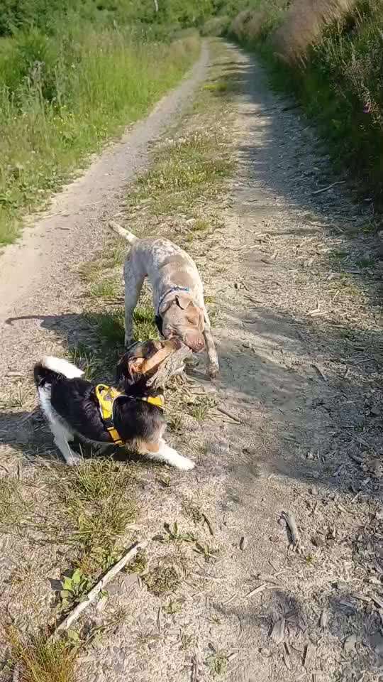 Wie optimal ist das Körpergewicht meines Hundes?-Beitrag-Bild