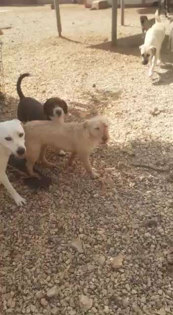 Tierschutzhunde suchen ein Zuhause-Beitrag-Bild