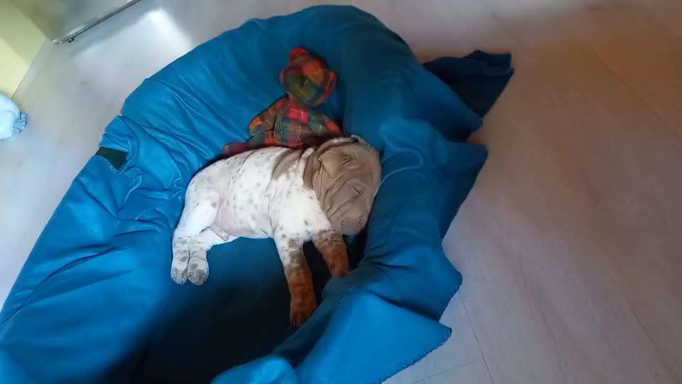 40. Handy Video Challenge - Im Land der Träume-Beitrag-Bild