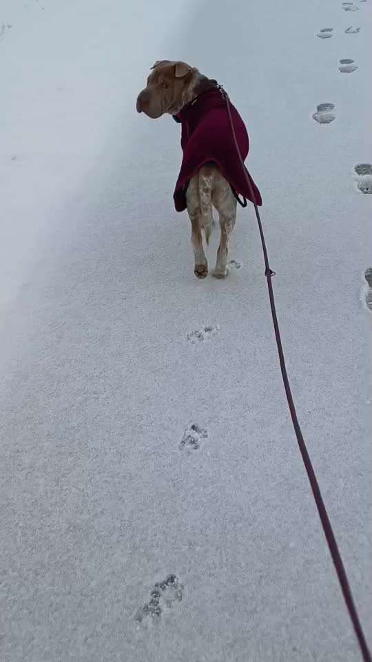 Gangbild/-analyse-Beitrag-Bild