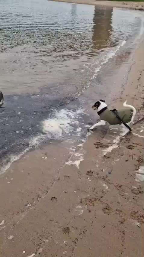 Wie kann man den Hunden im Ausland helfen ?  Stichwort Adoption !-Beitrag-Bild