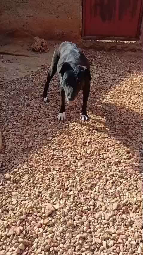 Wie kann man den Hunden im Ausland helfen ?  Stichwort Adoption !-Beitrag-Bild