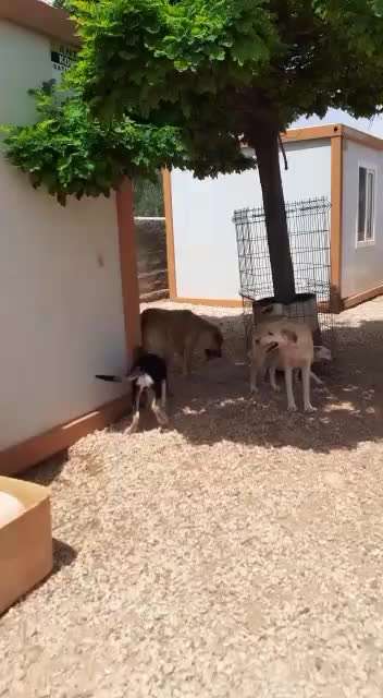 Mag keine Hunde - Charakterzug oder Problemverhalten?-Beitrag-Bild