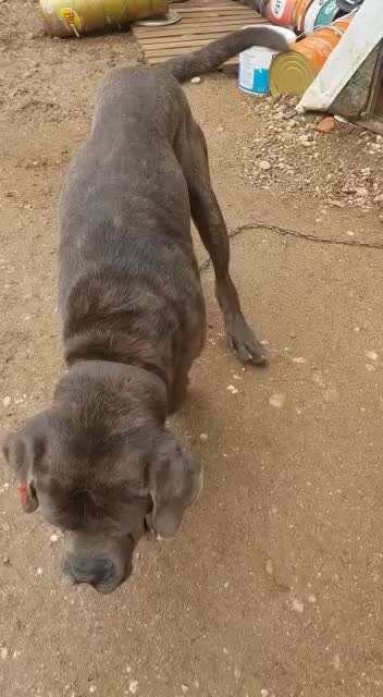 Tierschutzhunde suchen ein Zuhause-Beitrag-Bild