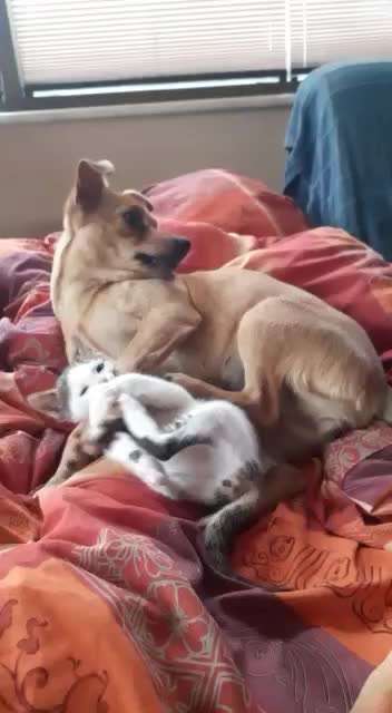 Tierschutzhunde suchen ein Zuhause-Beitrag-Bild