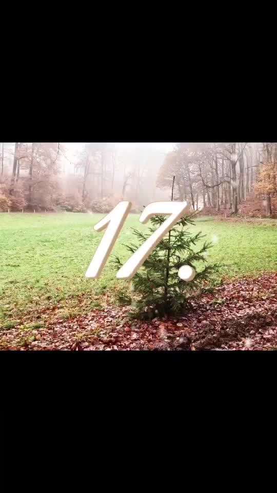 Action-Fun Hund- Aventskalender-Beitrag-Bild