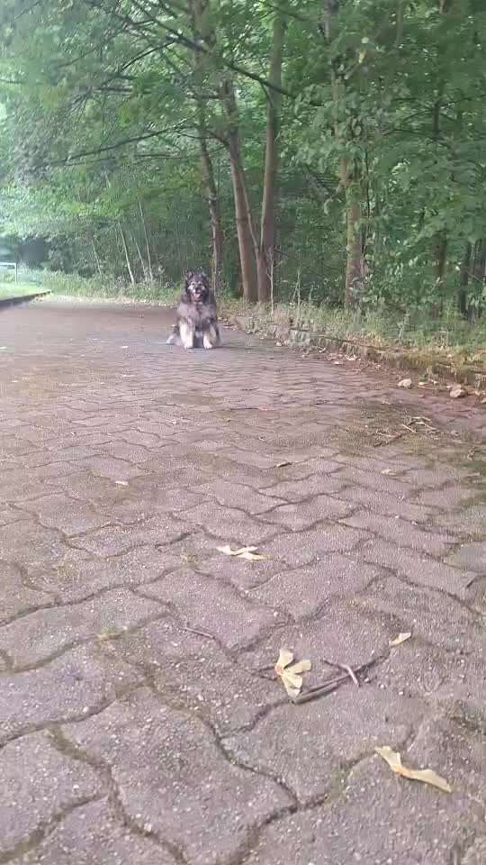 Gangbild/-analyse-Beitrag-Bild