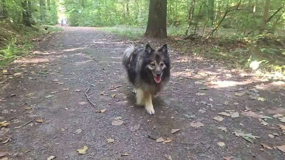 Gangbild/-analyse-Beitrag-Bild