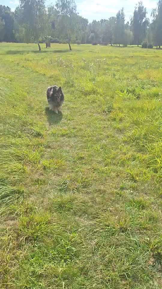 Gangbild/-analyse-Beitrag-Bild