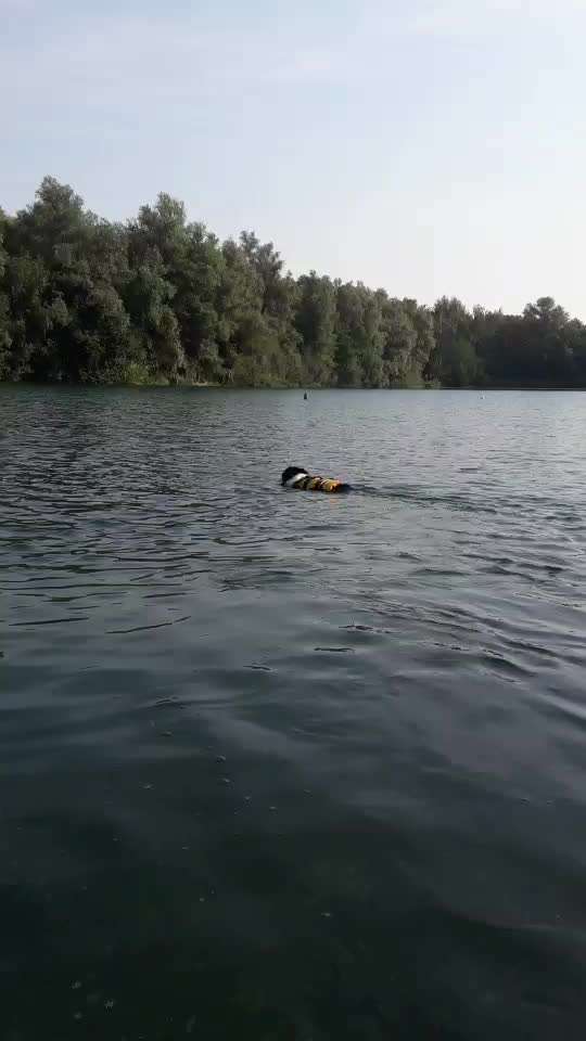 Dogorama-Monats-Challenge-Mai "Wasser"-Beitrag-Bild