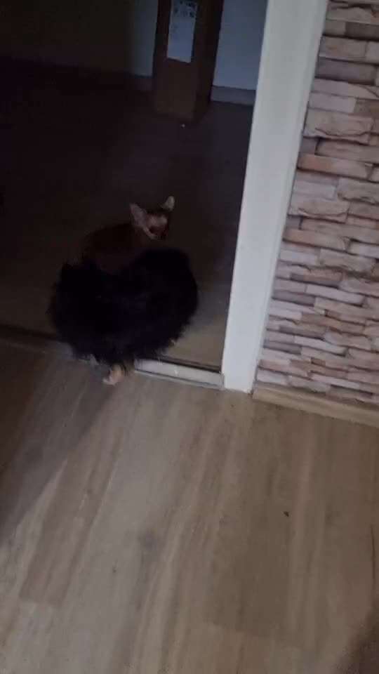 Trachealkollaps beim Hund-Beitrag-Bild