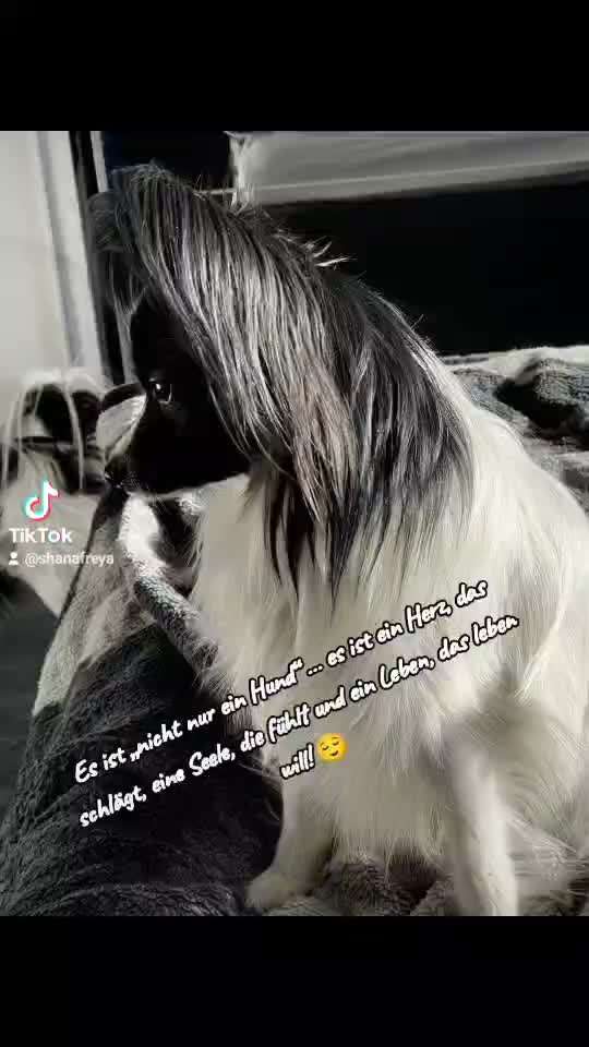 Berührende Hunde Bilder/Videos-Beitrag-Bild