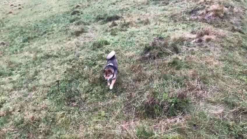 Shiba ohne Leine-Beitrag-Bild