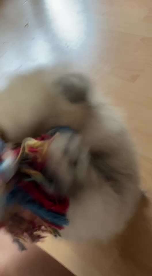 Welpen Bilder !-Beitrag-Bild