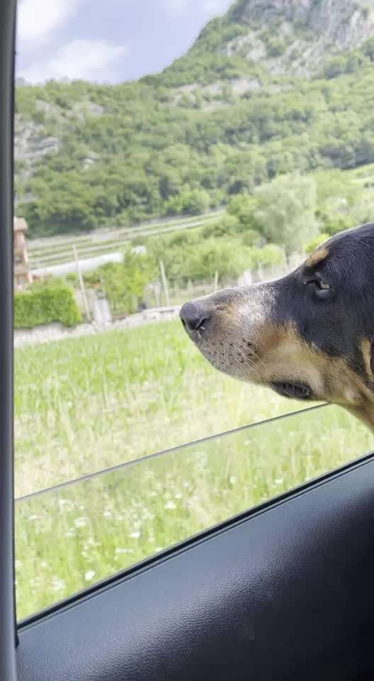 Die Dogorama Wochen Challenge: “Dein Hund im Urlaub”-Beitrag-Bild