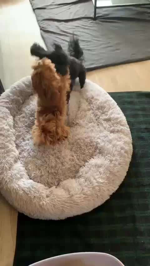 bolonka zwetna 😁-Beitrag-Bild