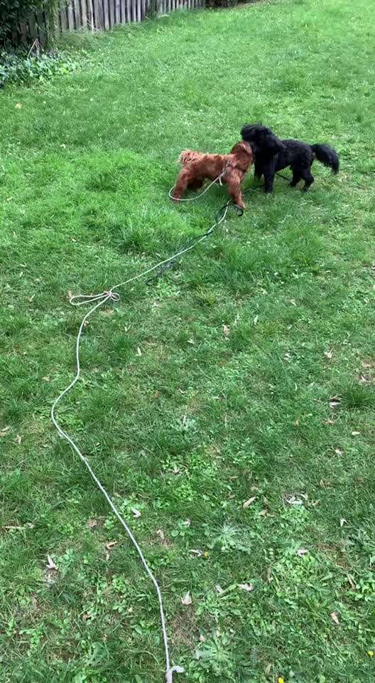 bolonka zwetna 😁-Beitrag-Bild