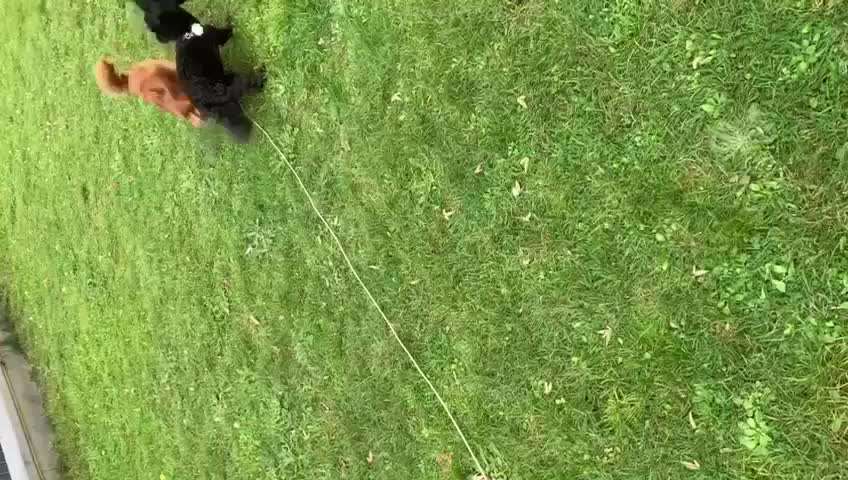 bolonka zwetna 😁-Beitrag-Bild