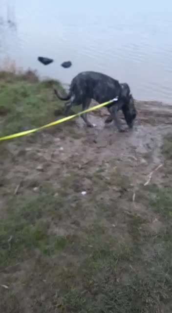 Irischer Wolfshund-Beitrag-Bild