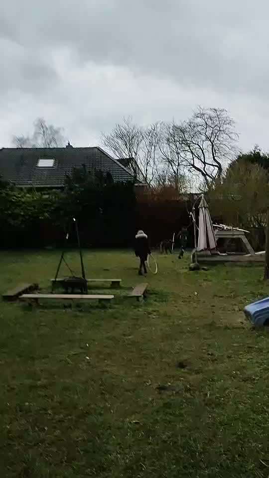 Irischer Wolfshund-Beitrag-Bild