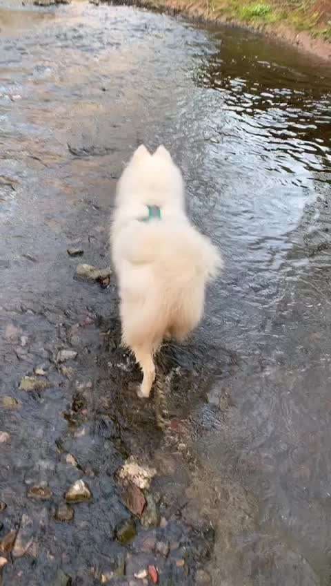 Dogorama-Monats-Challenge-Mai "Wasser"-Beitrag-Bild