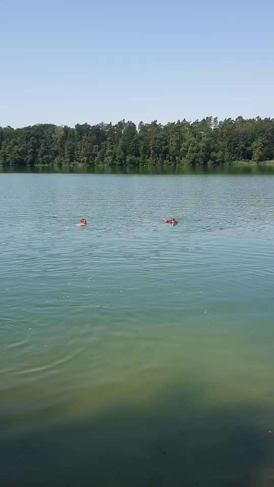 Miniatur Bull Terrier-Beitrag-Bild