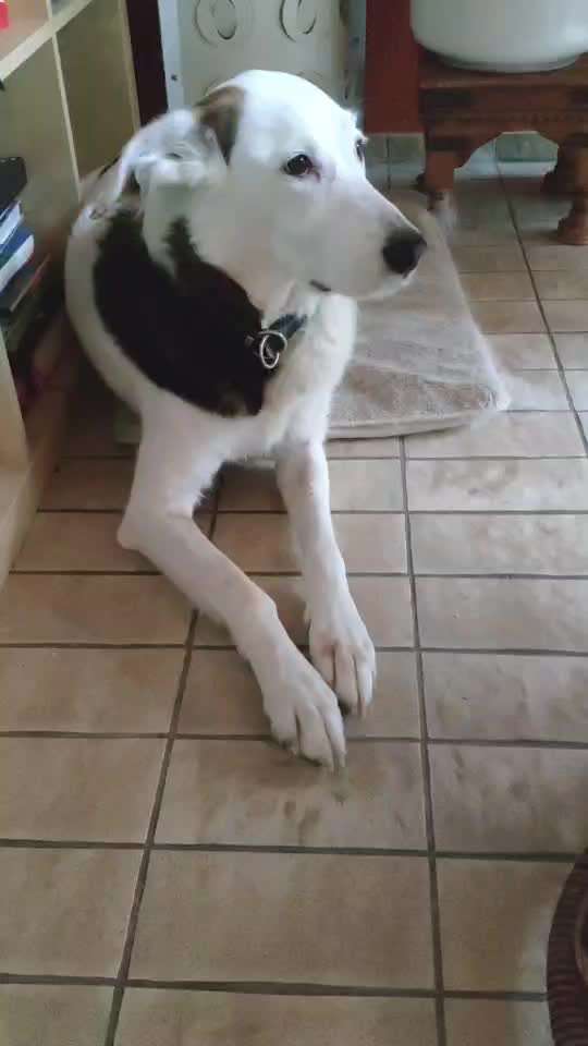 Windhunde - Treffen der besonderen Schönheiten
HERZLICH WILLKOMMEN-Beitrag-Bild