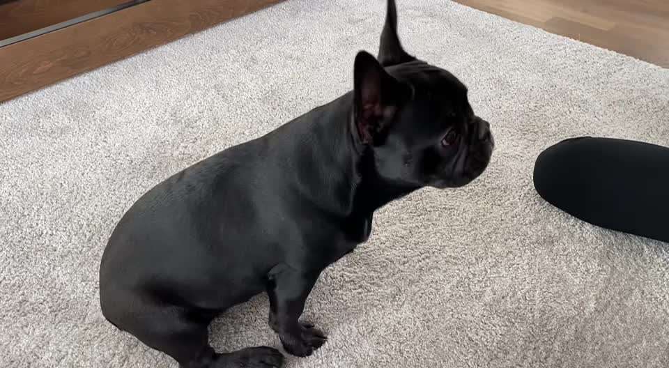 Dogorama Blog: Die einfachsten Hundetricks für deinen Vierbeiner-Beitrag-Bild