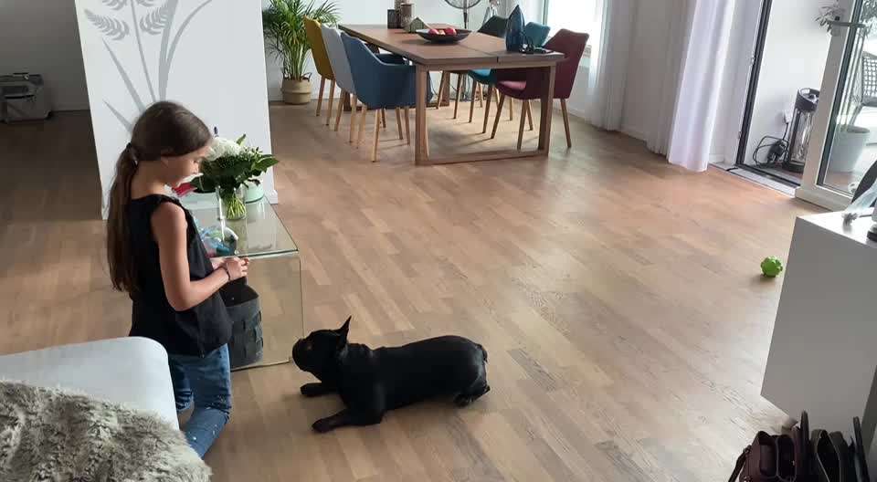 Trickdogging-Beitrag-Bild