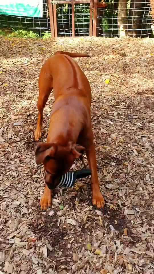 Rhodesian Ridgeback-Beitrag-Bild
