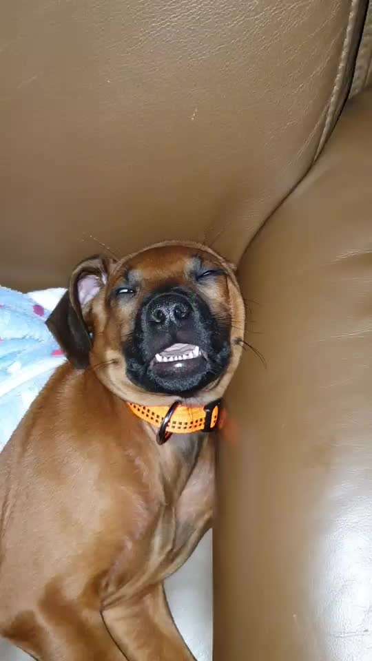 Rhodesian Ridgeback-Beitrag-Bild